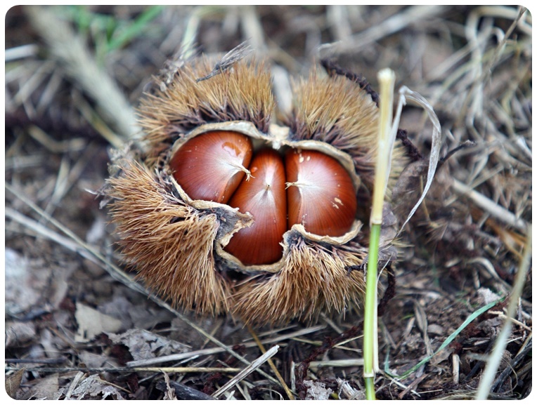 밤이 주는 건강 효능, 섭취 방법