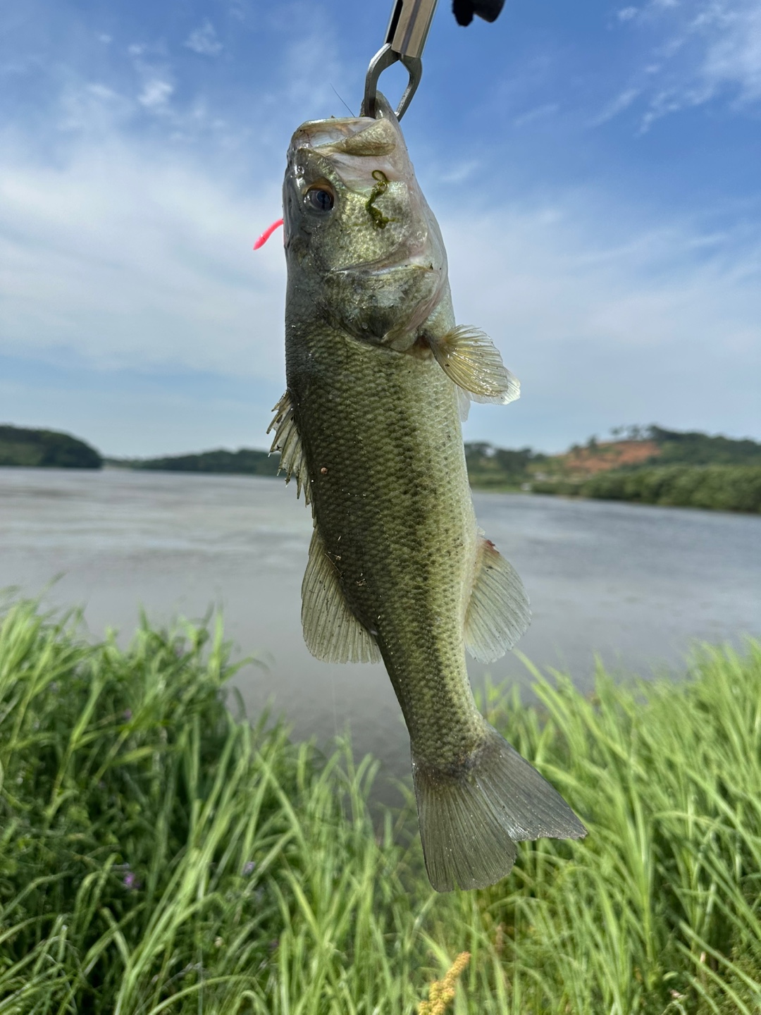배스 사진