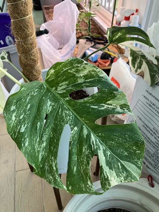 흙 식재 완료된 알보 몬스테라와 수태봉 고정