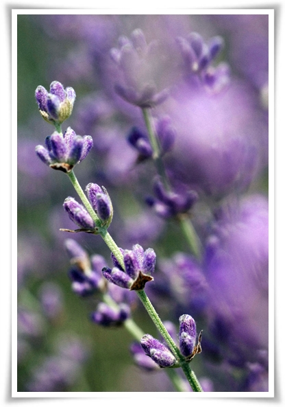 "라벤더" 향긋한 보랏빛 유혹, 자연이 선물하는 힐링과 영감의 향기!