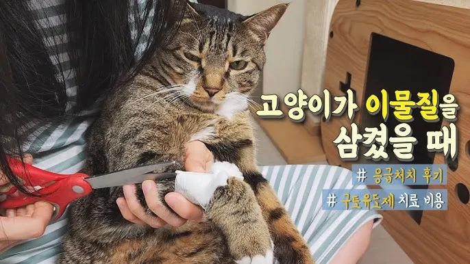 "고양이