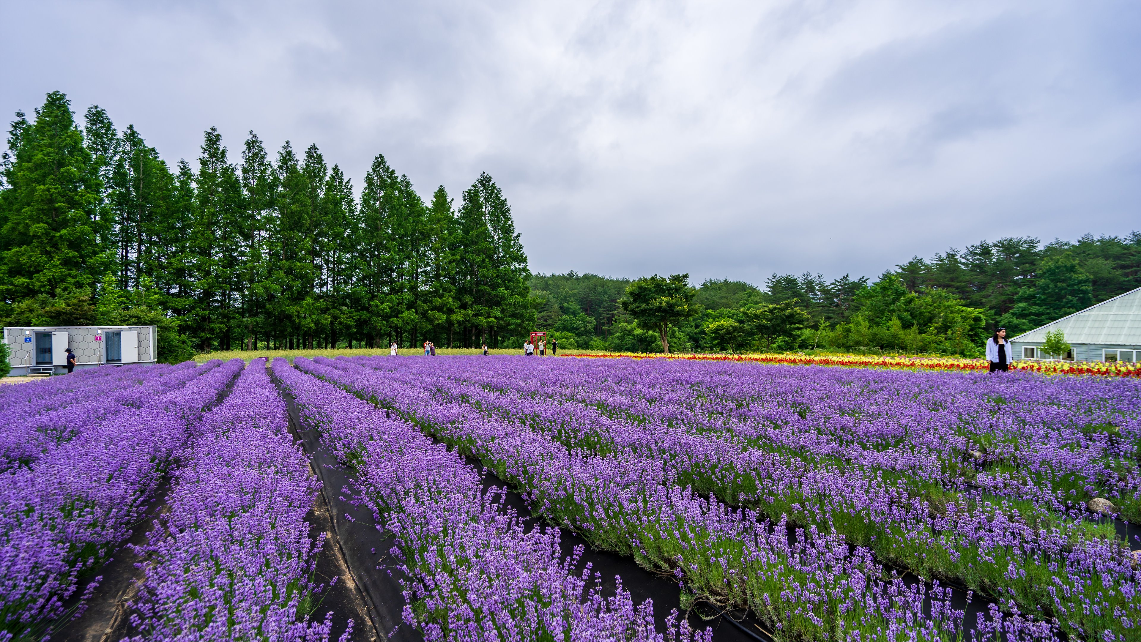고성 하늬라벤더팜