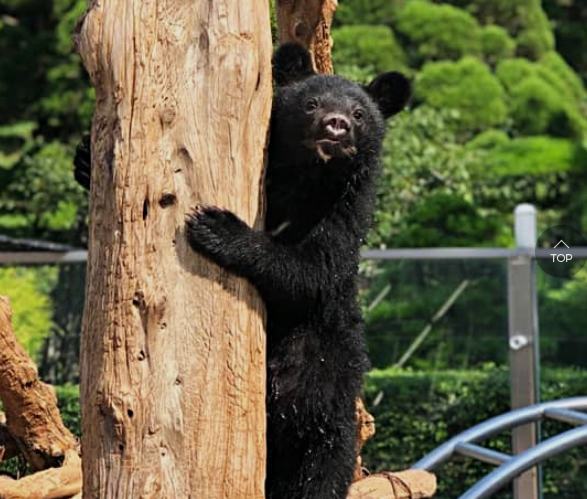 곰과 나무 사진