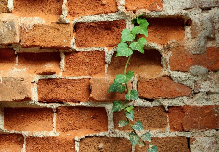 버려진 공간에서 부활하는 식물 – 크랙 플랜트