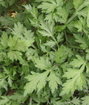 쑥 효능 부작용 칼로리 요리