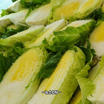 절임배추 20kg 몇포기