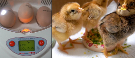 병아리 부화기 3