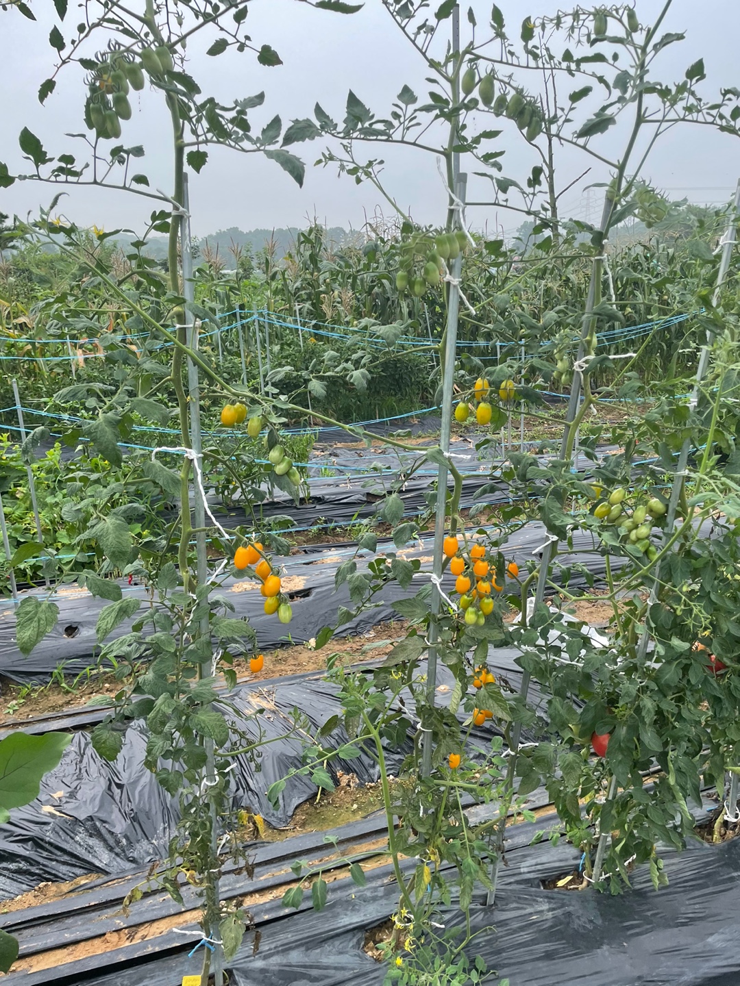 가지정리가 잘 된 방울 토마토