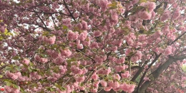 2025년 벚꽃 개화 시기 예측과 놓치면 후회할 명소