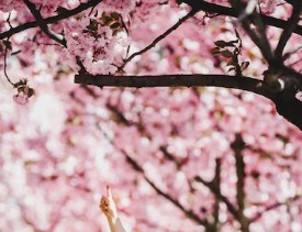 진해-군항제-벚꽃-축제-6