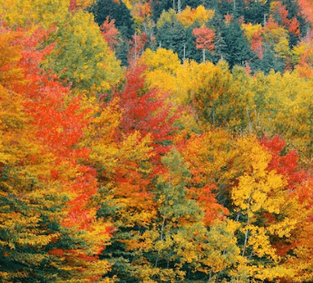 2023년 단풍시기 예측지도