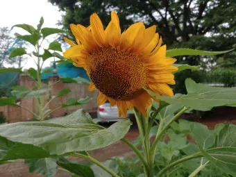 해바라기 재배 파종 깊이 지주 세우기 씨앗 수확_9