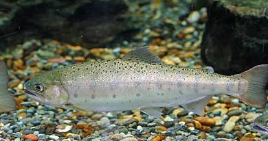 산천어축제 송어축제 잘잡는 방법