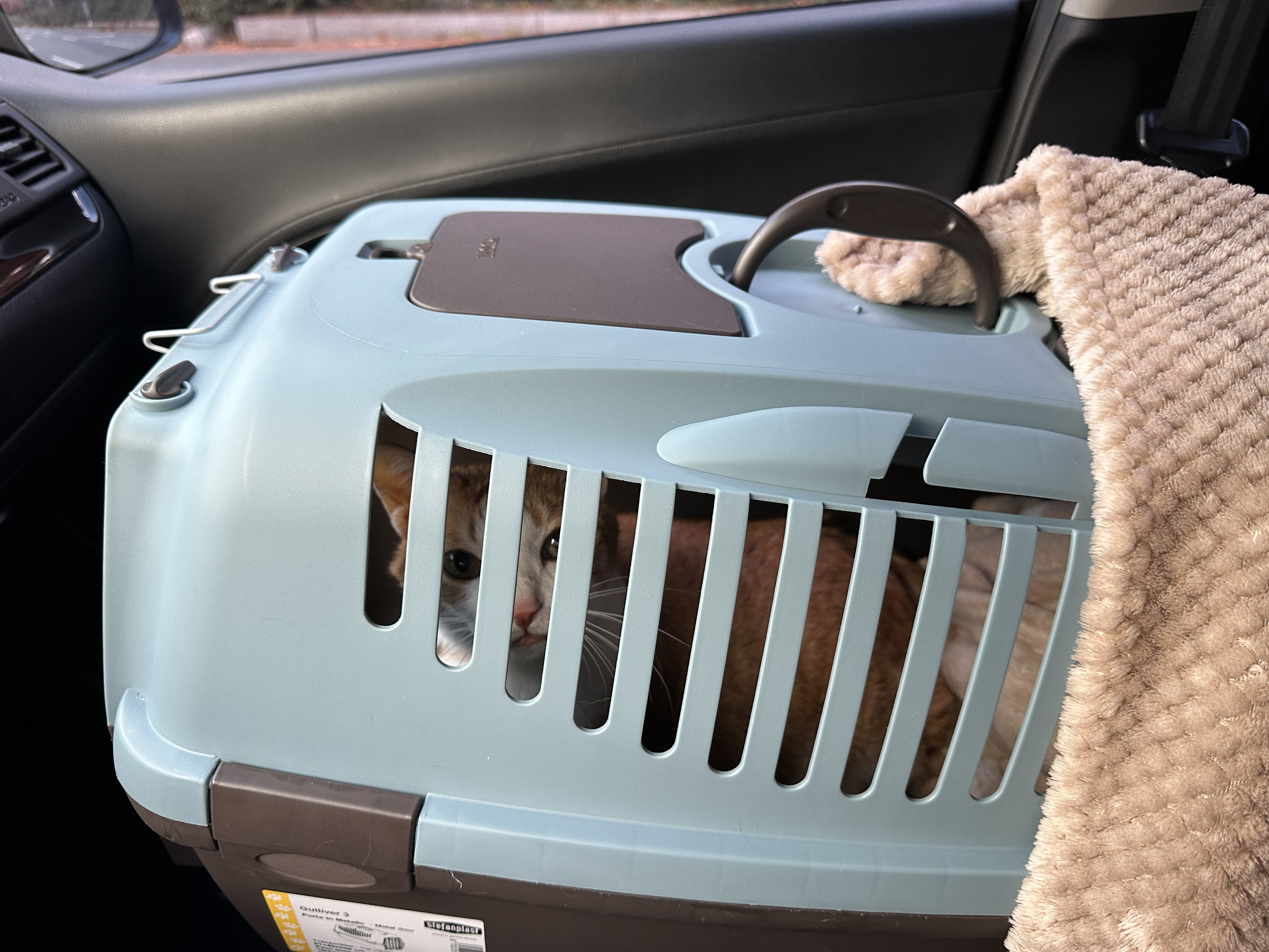 다시_병원으로_가는_호야_1