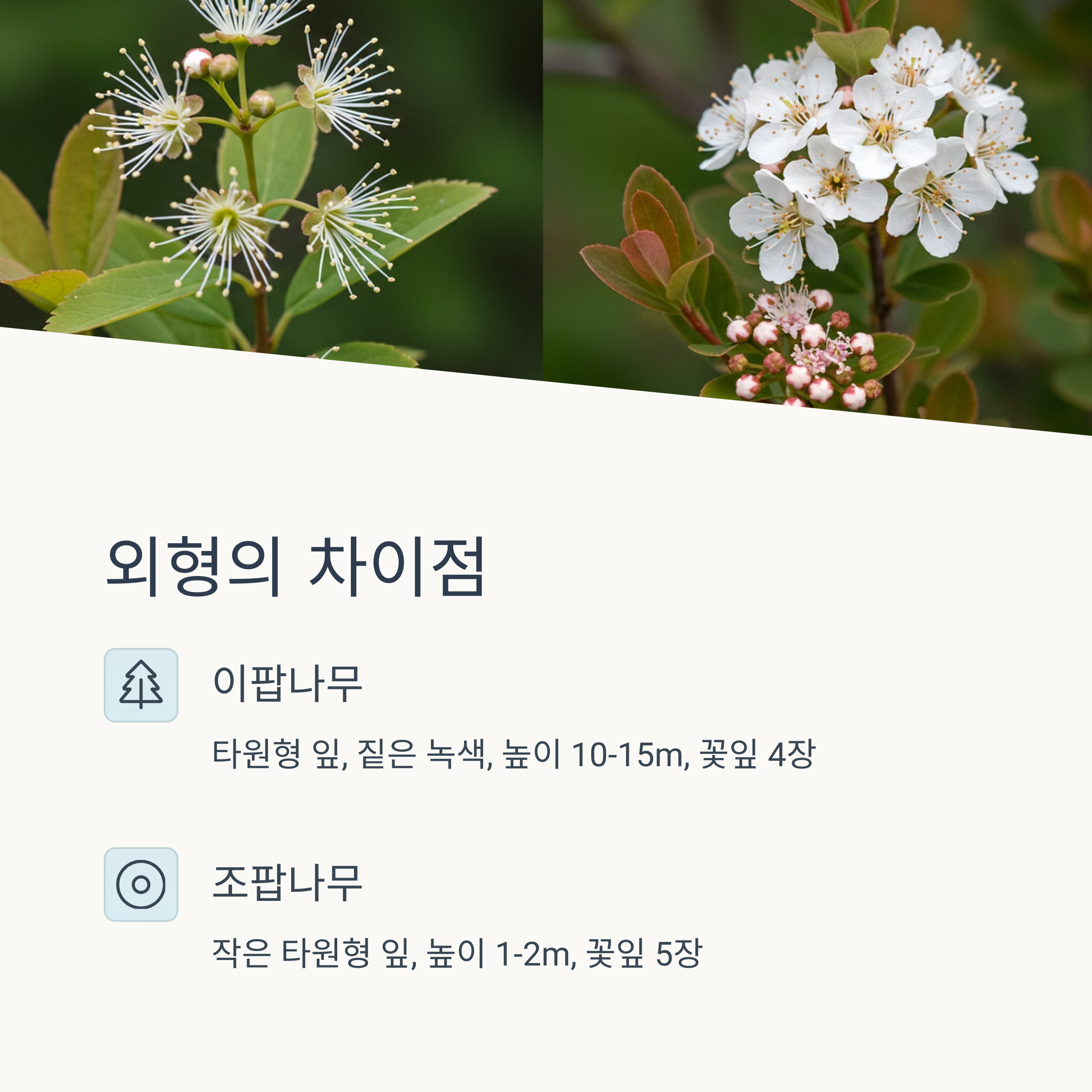 외형의 차이점