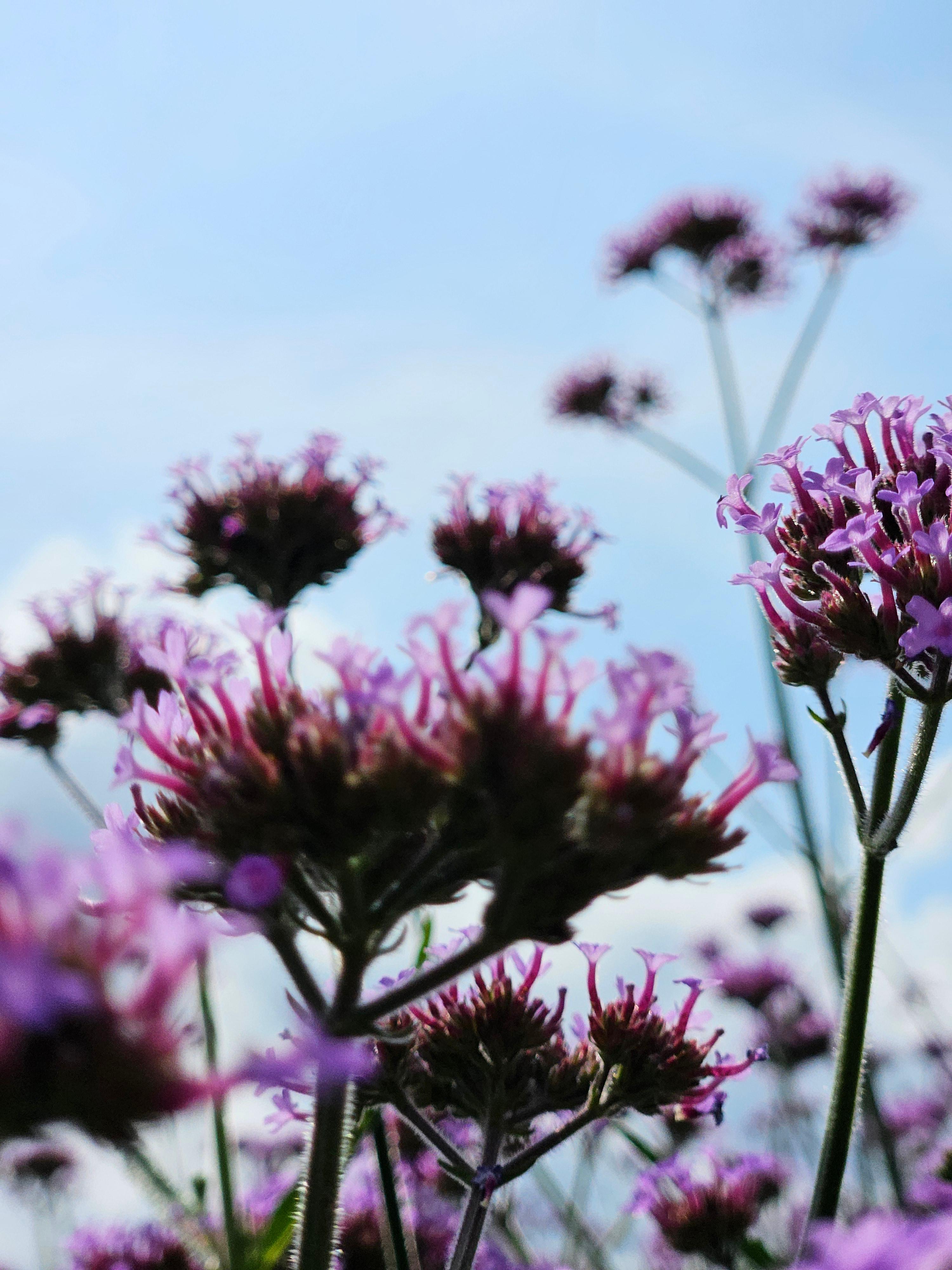 &quot;동화의 매력에 폭 빠져보세요!&quot; 장성 동화나라 버베나축제, 볼거리·즐길거리 '풍성'