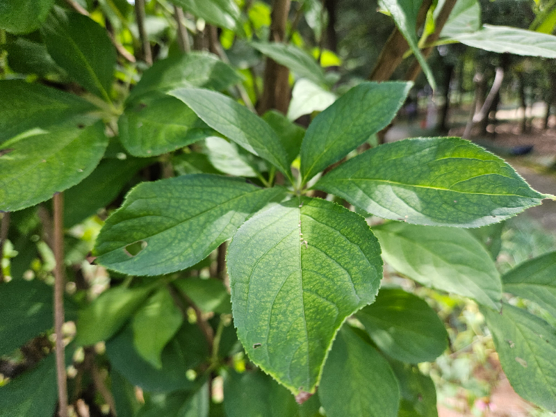 오갈피나무 잎2