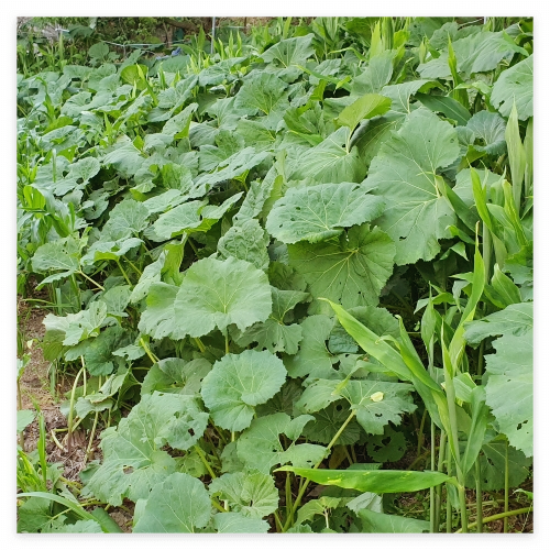 머위-효능