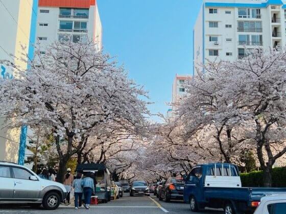 광안리 불꽃축제 명당자리 베스트 추천