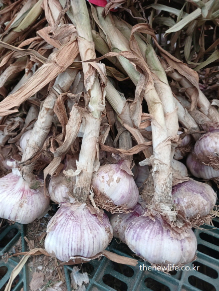 한국 농가에서 갓 수확한 생마늘 다발 – 자연 건조 중인 마늘의 실제 모습으로, 생마늘 효능의 원재료를 보여줍니다.