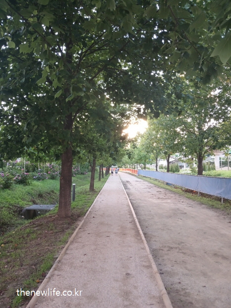 여름 저녁 햇살이 비추는 구리 한강시민공원 / 어싱 효과를 누릴수 있는 장소