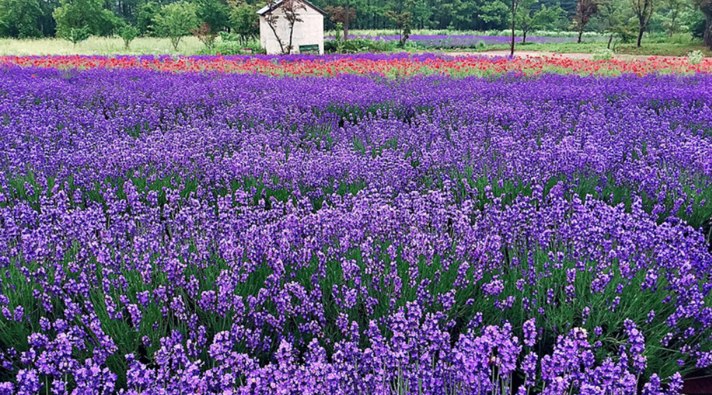 2024 고성 하늬라벤더팜 라벤더 농장 축제 입장료 개화 주차장