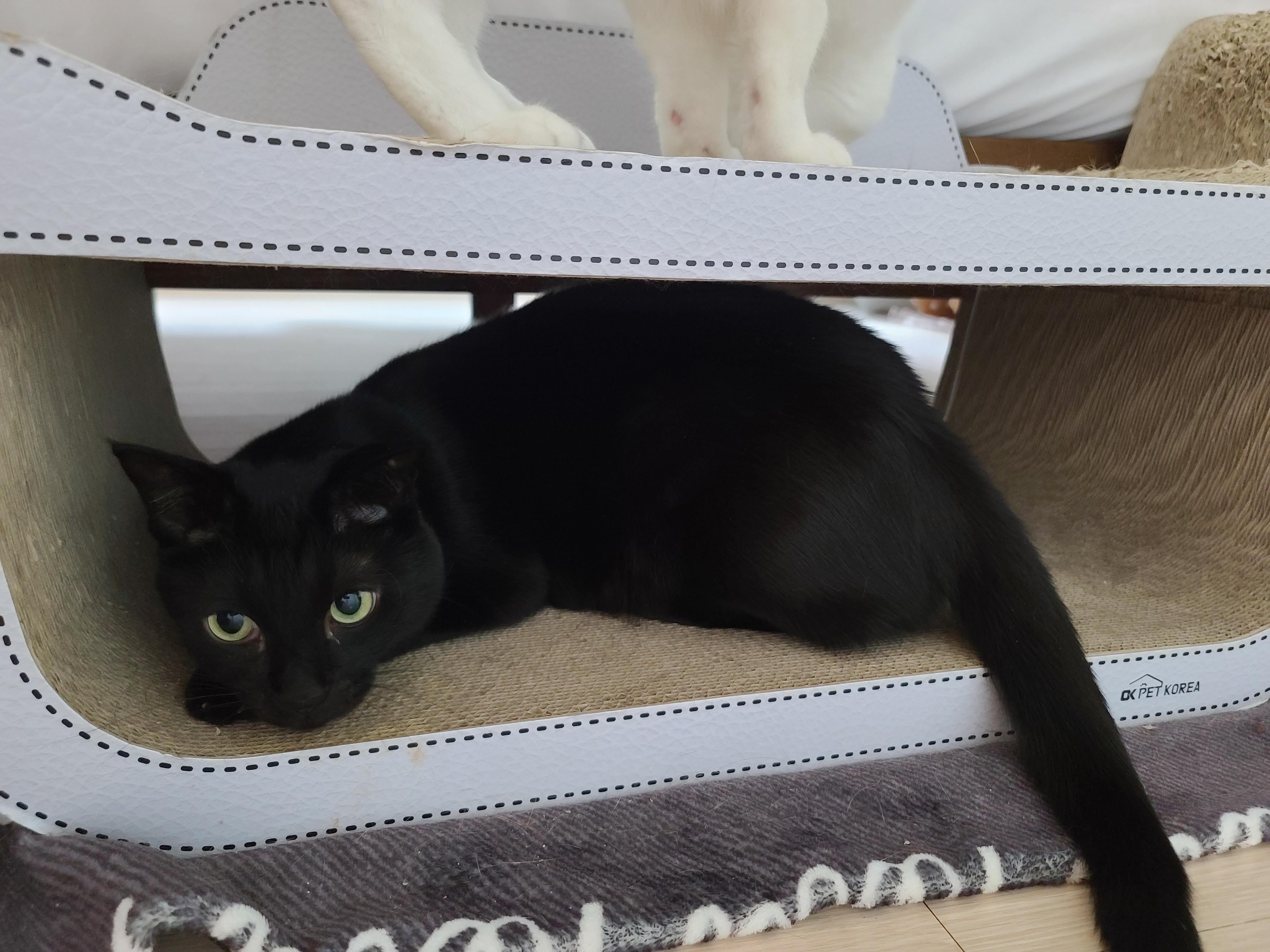 비오는 날 아침. 퇴원한 호야 컨디션 체크를 위해 시작된 사냥놀이.