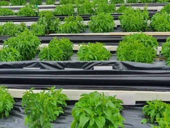 스테비아 재배 삽목 요령 단맛 유지 잎 건조_29