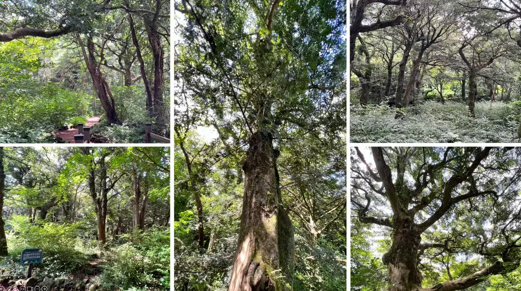 비자림에는 자연 그대로 보존되어 있는 신비한 숲 입니다.