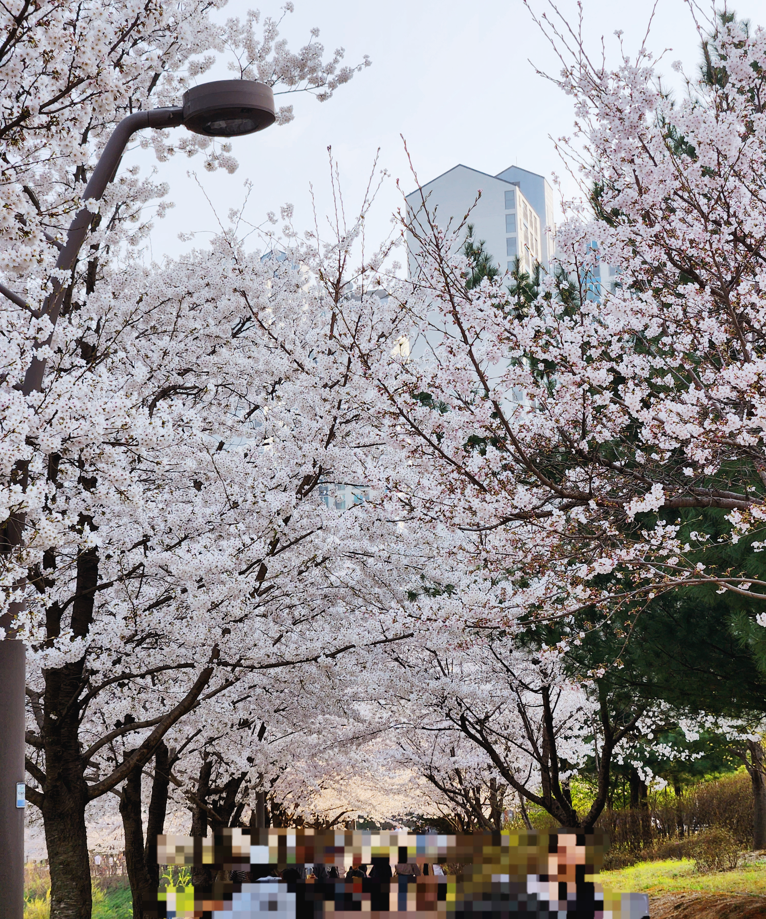 벚꽃17