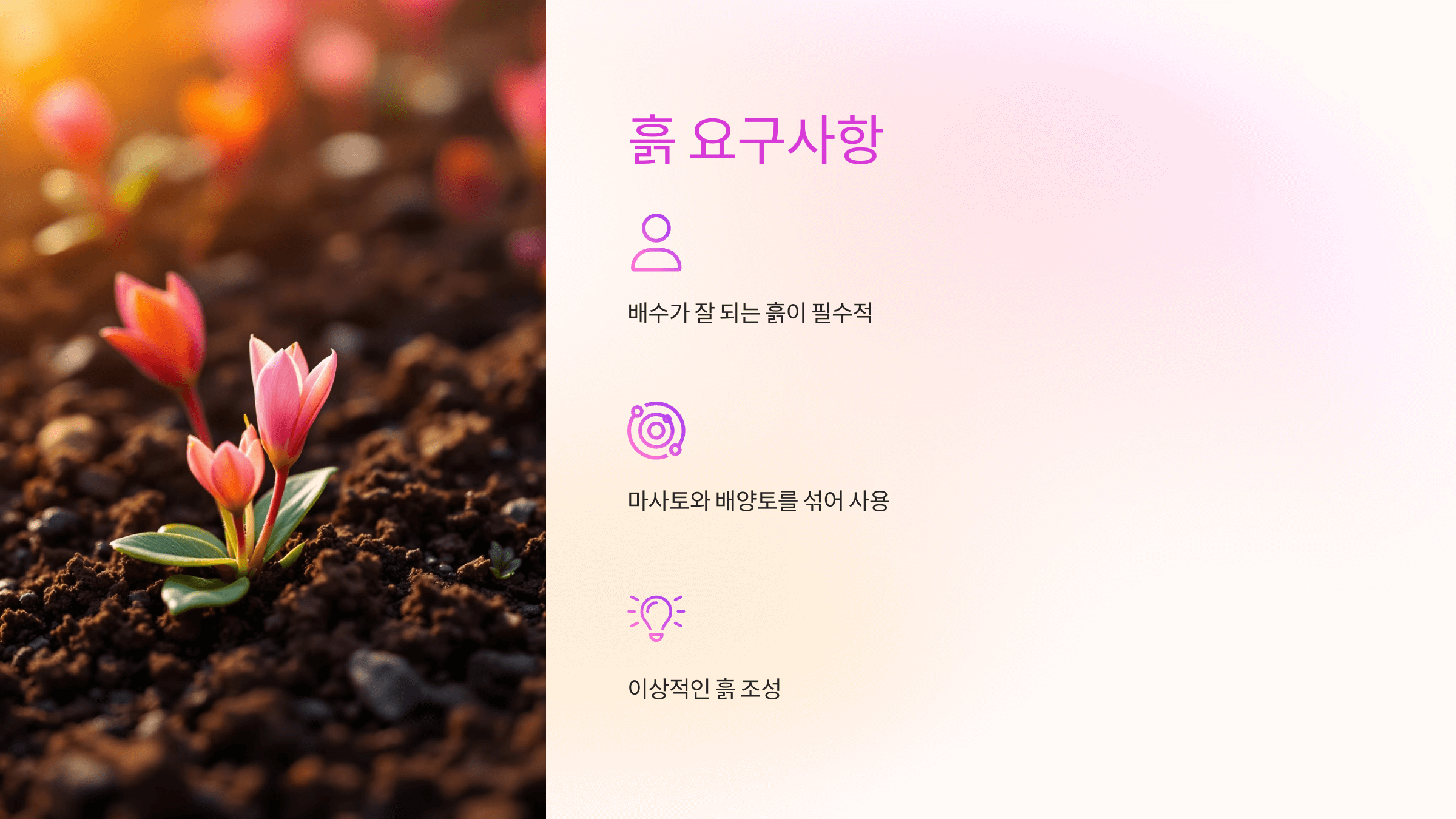 시클라멘 사진입니다.