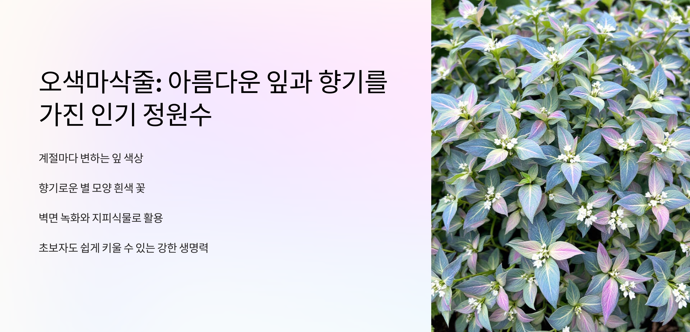 오색마삭줄 사진