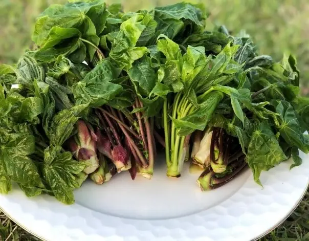 엄나무순-개드릅