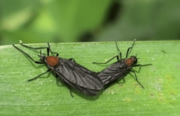 잎사귀 위에 떼로 모여 앉아 있는 러브버그 무리 사진