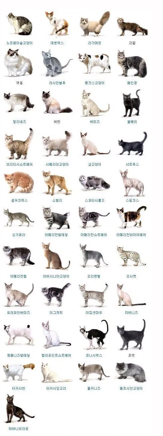 고양이 수명 평균 품종별 집고양이_5