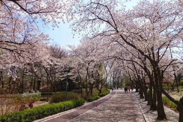 벚꽃