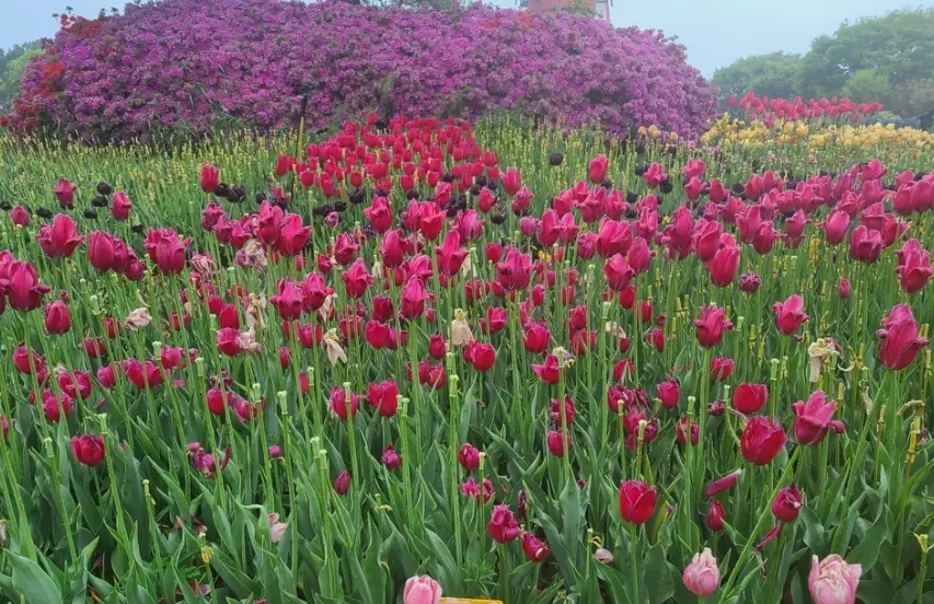 태안 튤립축제 주차장, 포토존, 입장료 안내