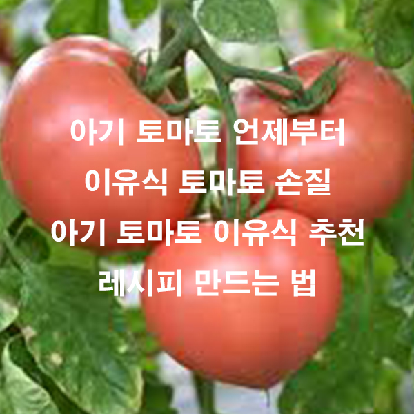 아기 토마토 언제부터 이유식 토마토 손질 아기 토마토 이유식 추천 레시피 만드는 법