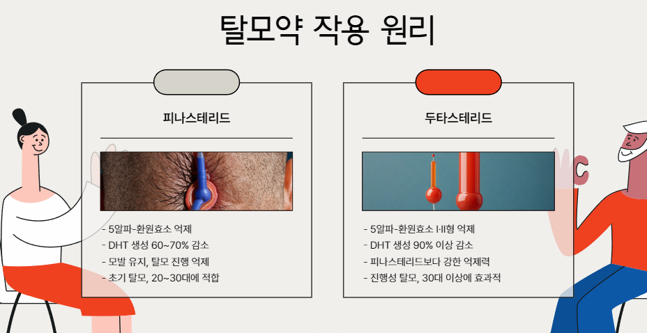 탈모약 작용 원리