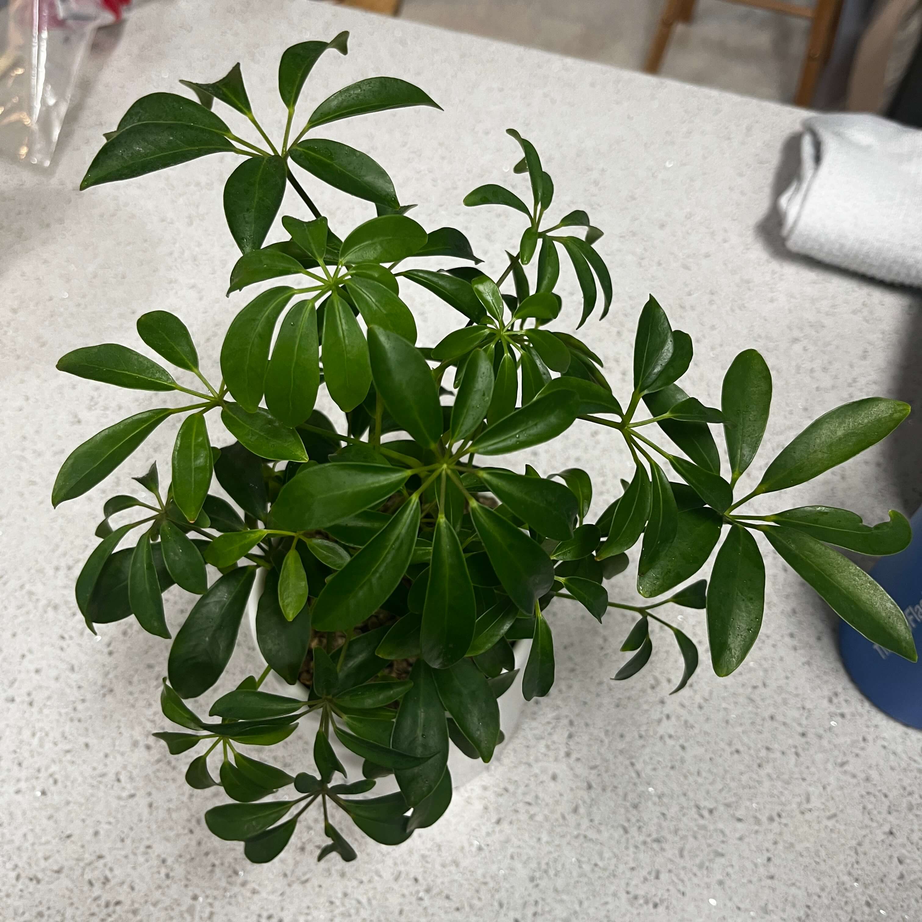 홍콩야자 사진