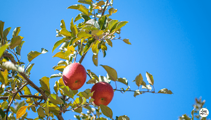 사과나무에 사과 2개가 열린 모습