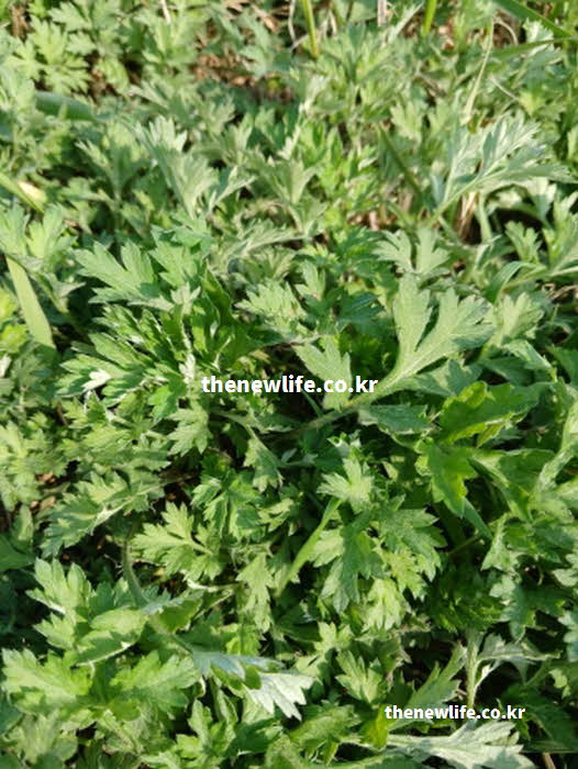 쑥 효능 영양 성분 실사진