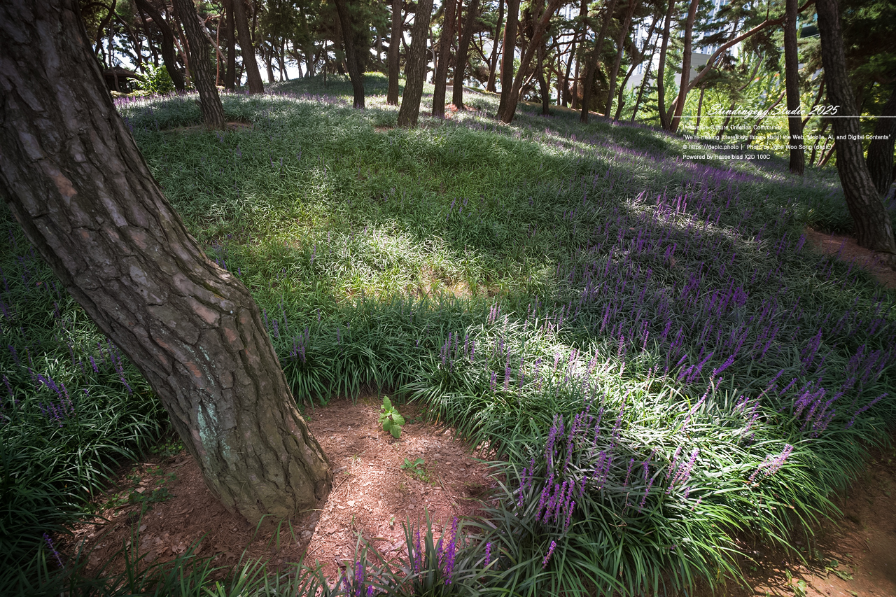 #청주 #솔밭공원 #맥문동 #공원