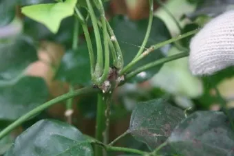 화분 깍지벌레 제거 면봉닦기 알코올희석 분무 재발방지 체크_12