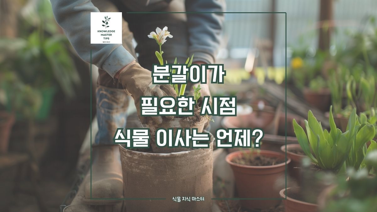 분갈이가 필요한 시점, 식물 이사는 언제?