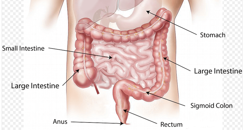 항문에서 피가 나는 이유로 내장 해부도를 확인 하고 있다