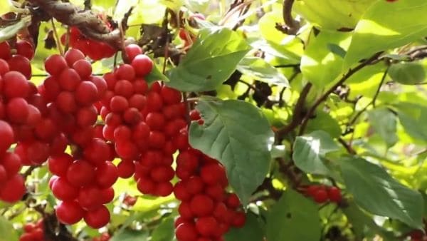 오미자-재배법-묘목-심기-심는시기-정식시기-거름주기-밑거름-웃거름