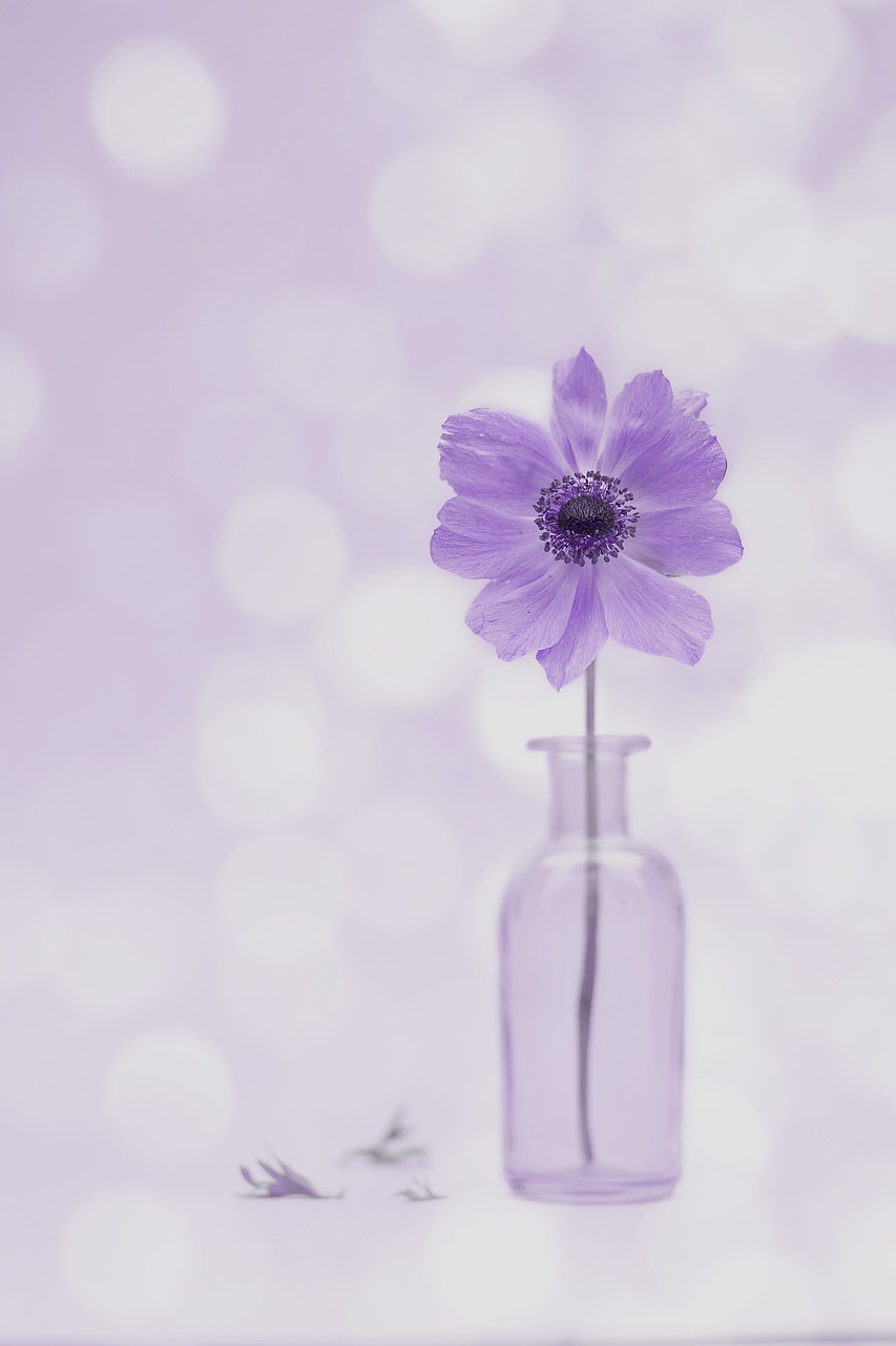 바람 따라 피는 꽃, 아네모네