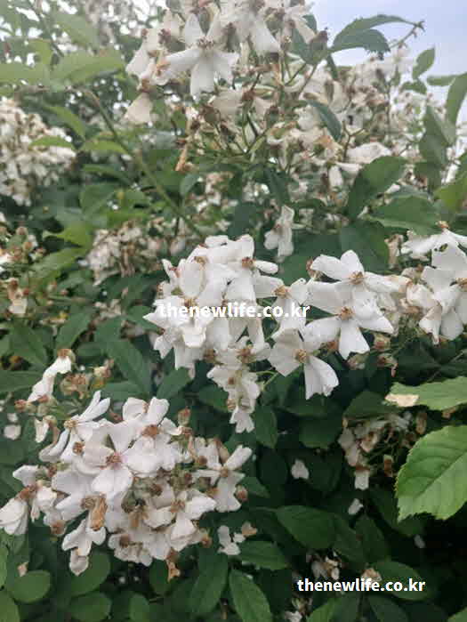 찔레꽃 효능 방법 샐러드