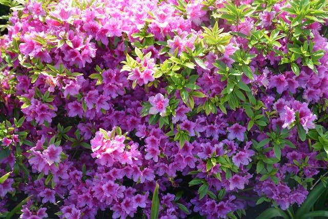 천주산 진달래 축제